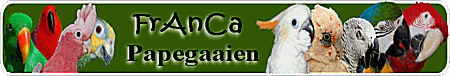 Alles over Papegaai Achtigen.